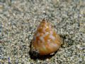 Calliostoma laugieri laugieri